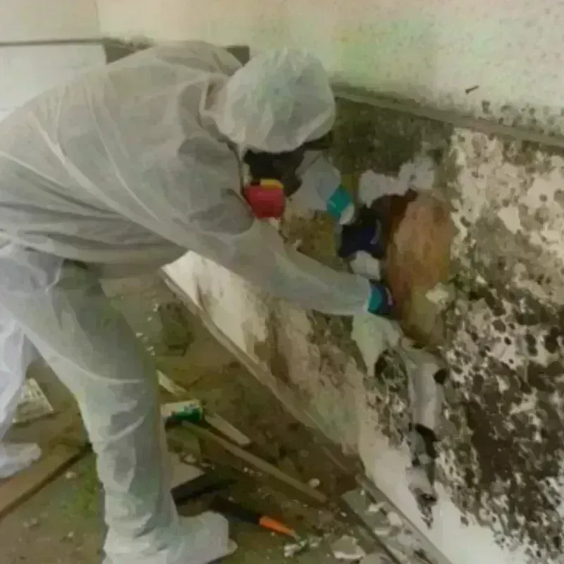 Mold Remediation and Removal in West Kittanning, PA